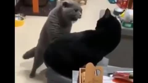 Cat meowing each other