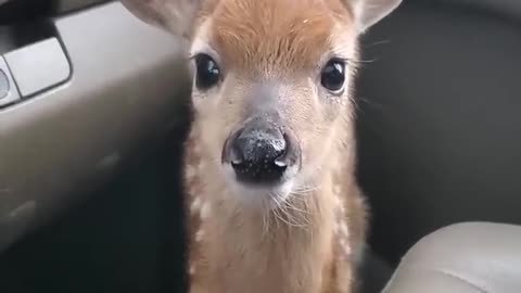 Fawn Bleats After Being Rescued