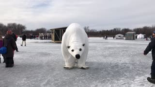 Polar bear gets down on a frozen lake