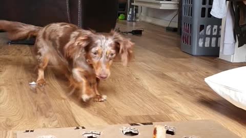 Whack-A-Mole: Dog Edition