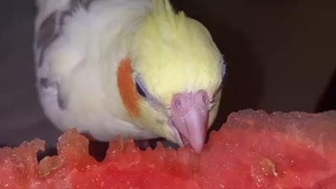 Cockatiel adorably munches on some sweet watermelon