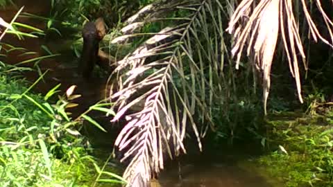 A pair of king cobras mate in the jungle of Borneo.