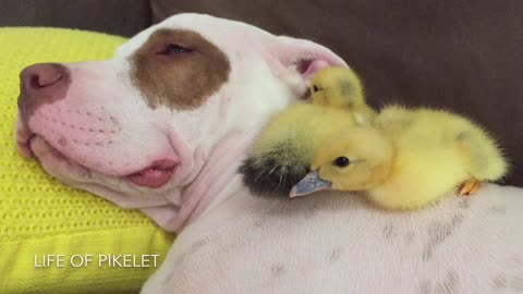 Rescue puppy naps with foster ducklings