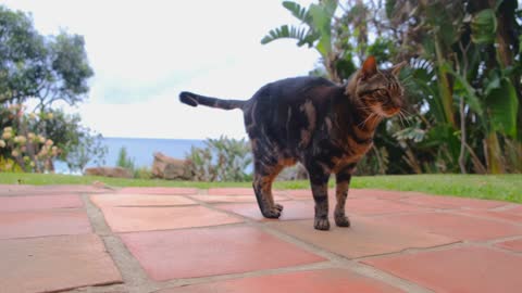 A Pet Cat On The Brick Tile Ground