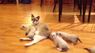 mother cat and her six children kittens