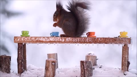 Red Squirrels celebrating Christmas