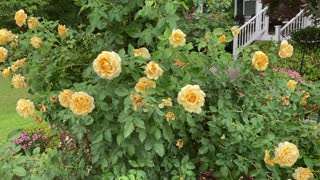 Yellow Roses