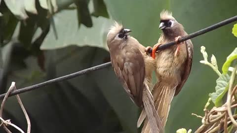 cute birds singing