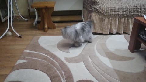 Lazy Persian cat runs wildly in circles
