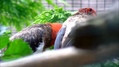 Brown-Breasted Barbets 2