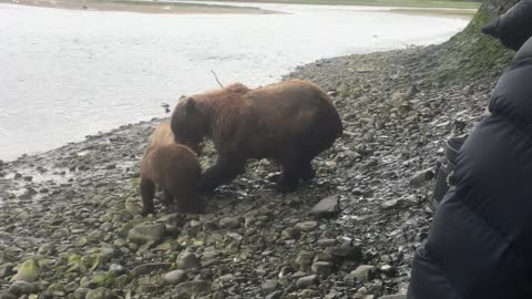 Momma Pair Brings Salmon to Shore for Her Cubs