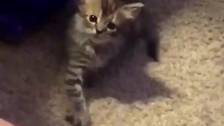 Gatito imita adorablemente los movimientos de las manos de su dueño