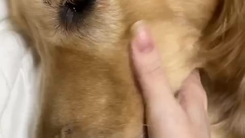 A golden retriever was licking my hand