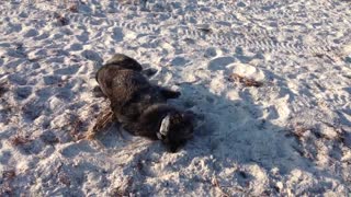 Black dog with white belly rolling around in snow