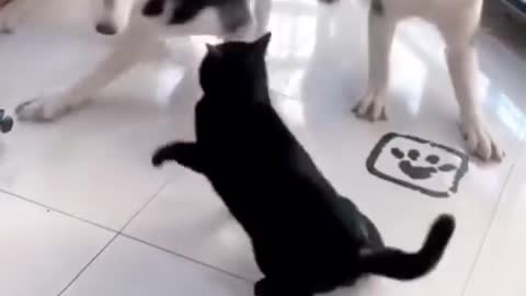 Husky Group fights with Cat