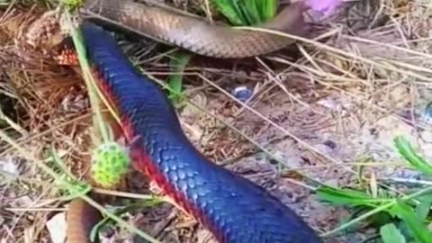 King snake hunting snake😱#wildanimals #snake #kingsnake #animals(2)