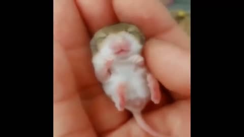 Cute and very small mouse