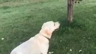 Apple picker for hire dog picks apples