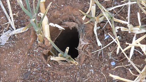 Wolf Spider Encounters A Huge Slater