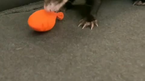 Funny otter play with balloon