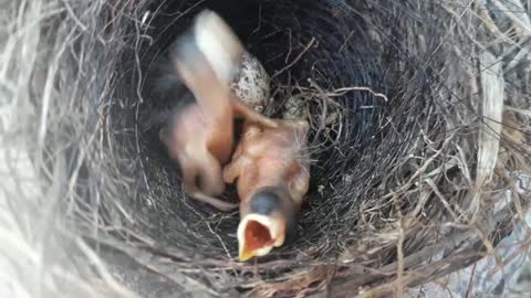 Newborn Bird Quail Chicks, so cute !
