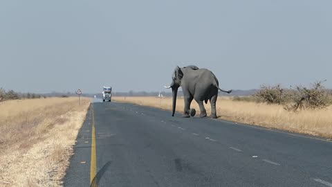 Big Elephant Crossing the Road