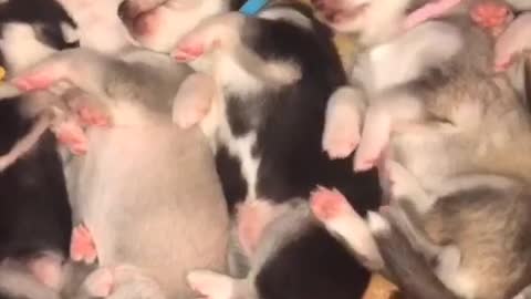 Sleeping husky puppies preciously cuddle each other