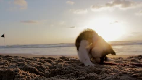 Sweet dog at the beach