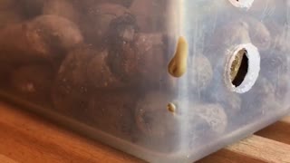 Mason Bee Day 5 Part 1