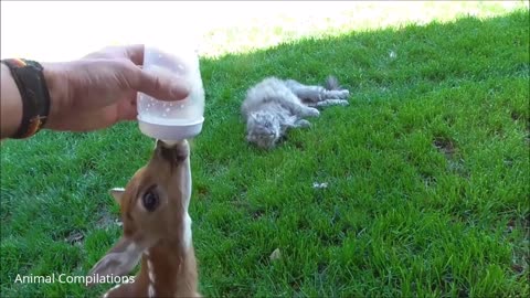 Happy baby deer