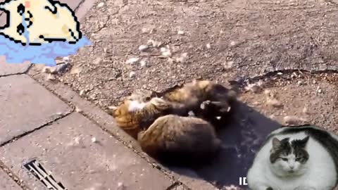 angry cats fight