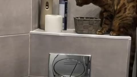 This strange cat likes to throw stuff.