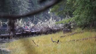 Baby Bear Rides on Mother's Back