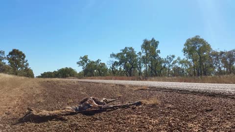Roadkill Wallaby Kangaroo in Australia