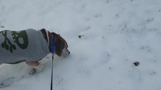 Brown dog on leash walking on snow