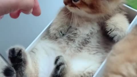 Little kitty in an iPhone box