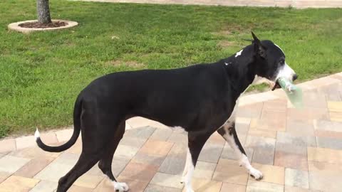 Hard-working Great Dane helps deliver the newspaper