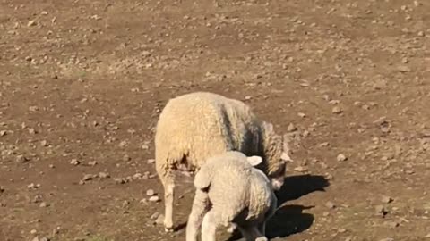 Baby sheep suckling