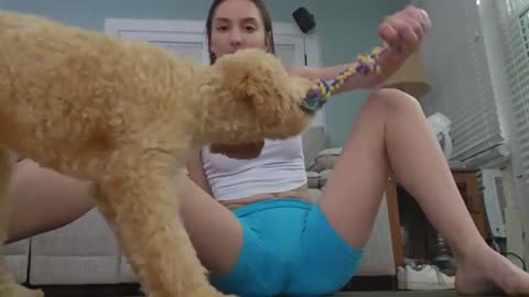My_4_month_micro_golden_doodle_got_a_haircut!(360p).mp4