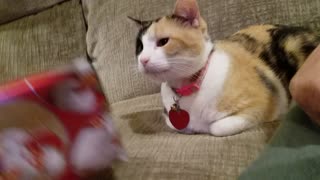 Cali cat 🐈 Christmas present