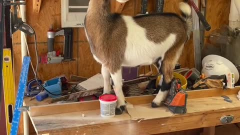 Nosy Goat Falls Off Table
