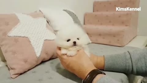 White Pomeranian Puppy Ball Overloaded cute