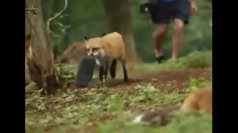 Funny animals act 🦊