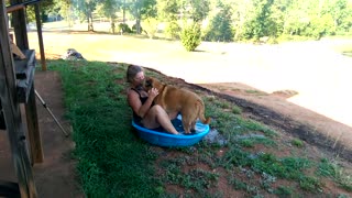 Kuntry Livin Farm Dog "Bobo" - Cooling off!