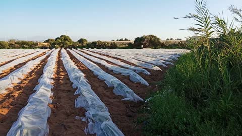 Agriculture in Morocco