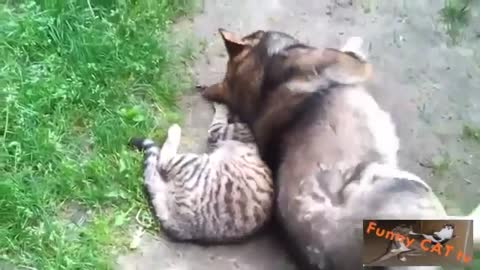 Dogs Taking care of Cats