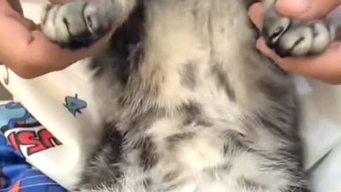 Adorable cat sleepily dances to the music in a funny way