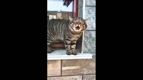 Cute cat funny compilation-YES