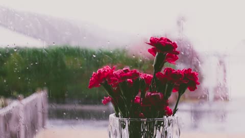 rain and flowers