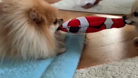 Pomeranians engage in epic tug-of-war game over toy fish